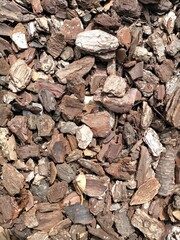 Pine bark background