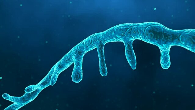 Single-stranded RNA genome. Coronavirus SARS-CoV-2. 3D rendering