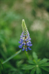 Lupine wildflower in meadow. Cottagecore aesthetics. Close up of purple lupine flower in atmospheric summer countryside. Lupinus polyphyllus