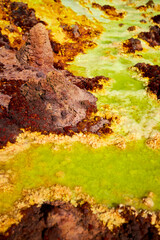 Multicolored pools of iron oxides erupting from the depths of the Dallol volcano, Danakil, Afar...