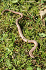 Twisted slowworm on green grass on a sunny day. Anguis fragilis