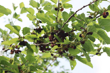Fototapeta premium Ripe and unripe Black mulberry fruit on branches. Morus tree on summer 
