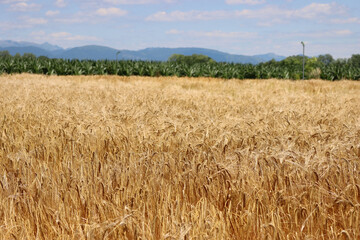Golden wheat plants near a green corn field on a sunny day. Wheat field ready to harvest on summer against blue sky