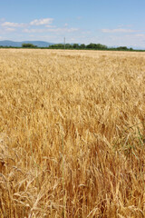 Golden wheat plants in the field on sunny day. Wheat field ready to harvest on summer against blue sky