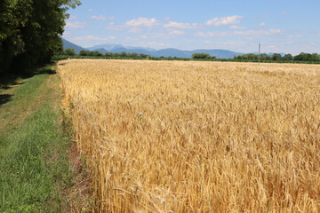 Golden wheat plants in the field on sunny day. Wheat field ready to harvest on summer against blue sky
