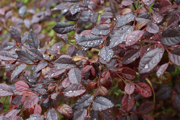 Raindrops on Loropetalum japonica bush  in the garden. Loropetalum bush on selective focus