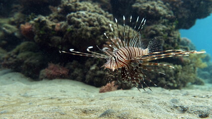 Naklejka na ściany i meble Lion Fish in the Red Sea in clear blue water hunting for food .