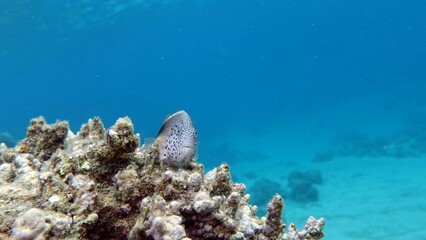 Beautiful fish on the Red Sea reef.