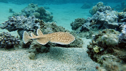 Fototapeta na wymiar Stingrays. Leopard electric stingray. this electric ray grows up to 100 cm, feeds on fish and bottom dwellers. It hunts from an ambush, uses an electric current when attacking.