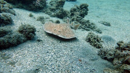 Fototapeta na wymiar Stingrays. Leopard electric stingray. this electric ray grows up to 100 cm, feeds on fish and bottom dwellers. It hunts from an ambush, uses an electric current when attacking.
