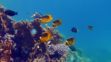 Obraz na płótnie Canvas Beautiful fish on the Red Sea reef.