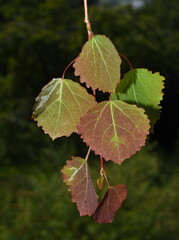 Branch from common aspen tree Populus tremula new young red and green leaves in spring