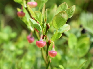 European blueberry Vaccinum myrtillus bush with red flowers in springtime