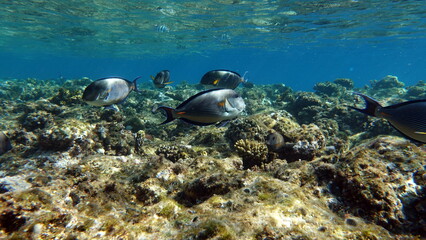 Sohal surgeonfish. Fish - a type of bone fish Osteichthyes. Fish-surgeons. Arabian surgeon. © Vitalii6447