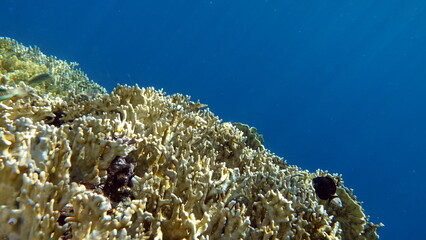 Plakat Beautiful coral reefs of the Red Sea.
