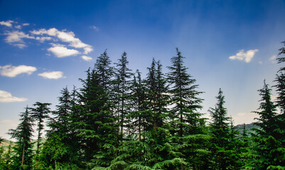 Beautiful nature for peace and yoga