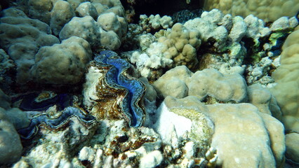 Rugose giant clam. Molluscs, type Mollusca. Bivalve mollusks. Family Tridacnidae - Tridacnidae. Large tridacna.
