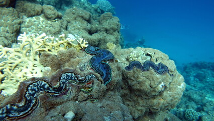Rugose giant clam. Molluscs, type Mollusca. Bivalve mollusks. Family Tridacnidae - Tridacnidae. Large tridacna.