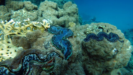 Rugose giant clam. Molluscs, type Mollusca. Bivalve mollusks. Family Tridacnidae - Tridacnidae. Large tridacna.