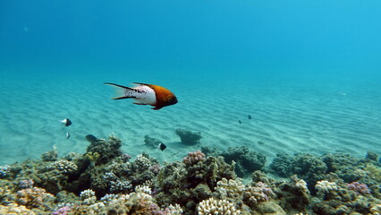 Beautiful fish on the reefs of the Red Sea.