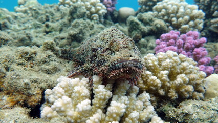 Tassled Scorpionfish. Fish - a type of bone fish Osteichthyes. Scorpaenidae. Flat-headed scorpenopsis.