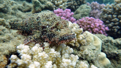 Scorpionfish, Fish - type bone fish Osteichthyes, Scorpaenidae, Flathead scorpenopsis.

