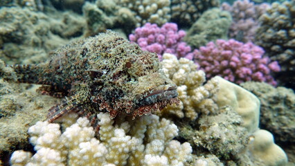 Tassled Scorpionfish. Fish - a type of bone fish Osteichthyes. Scorpaenidae. Flat-headed scorpenopsis.