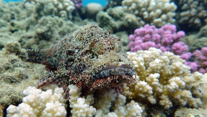 Scorpionfish, Fish - type bone fish Osteichthyes, Scorpaenidae, Flathead scorpenopsis.

