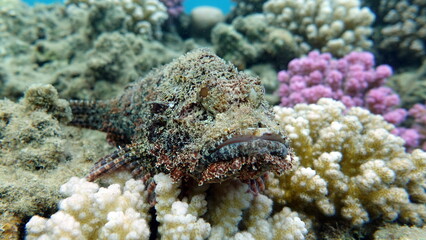 Tassled Scorpionfish. Fish - a type of bone fish Osteichthyes. Scorpaenidae. Flat-headed scorpenopsis.