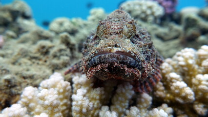 Scorpionfish, Fish - type bone fish Osteichthyes, Scorpaenidae, Flathead scorpenopsis.

