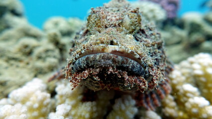 Tassled Scorpionfish. Fish - a type of bone fish Osteichthyes. Scorpaenidae. Flat-headed scorpenopsis.
