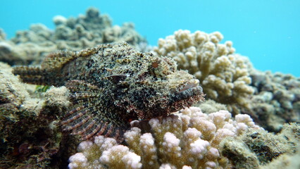 Scorpionfish, Fish - type bone fish Osteichthyes, Scorpaenidae, Flathead scorpenopsis.

