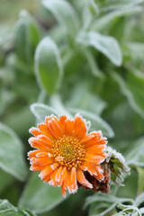 Orange flower petals with green leaves in the background covered in white frost on a cold fall morning in Germany.