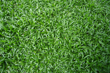Green grass field texture background