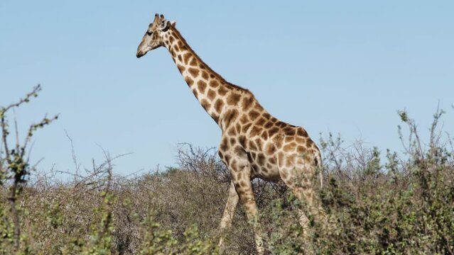 A large giraffe roams the Namibian desert looking for food.