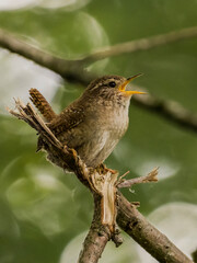 Zaunkönig