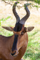 Red Hartebeest on the grassy savannah of Bontebok National Park, South Africa