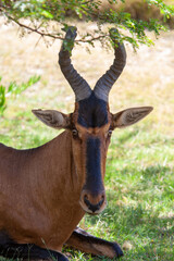Red Hartebeest on the grassy savannah of Bontebok National Park, South Africa