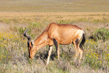 Red Hartebeest on the grassy savannah of Bontebok National Park, South Africa