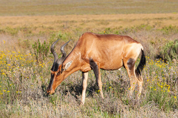Red Hartebeest on the grassy savannah of Bontebok National Park, South Africa