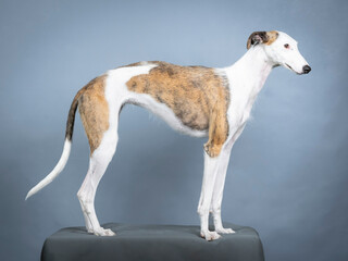 White and brown Spanish greyhound standing in a photography studio