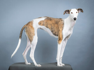 Obraz na płótnie Canvas White and brown Spanish greyhound standing in a photography studio