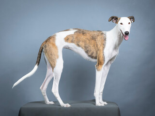 White and brown Spanish greyhound standing in a photography studio