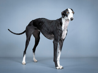 Black and white spanish greyhound standing in a photography studio