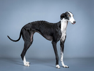 Black and white spanish greyhound standing in a photography studio