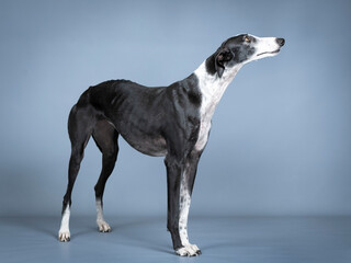 Obraz na płótnie Canvas Black and white spanish greyhound standing in a photography studio