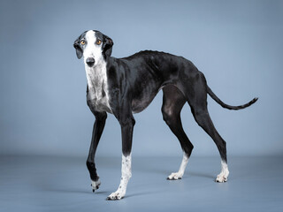 Black and white spanish greyhound standing in a photography studio
