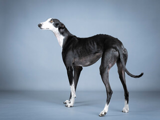 Black and white spanish greyhound standing in a photography studio