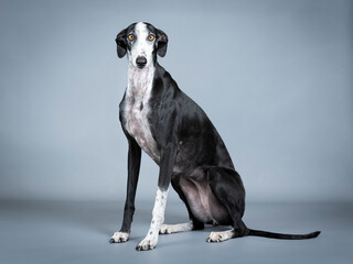 Black and white greyhound sitting in a photo studio