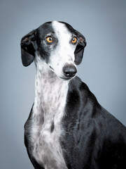 Black and white spanish greyhound portrait standing in photography studio
